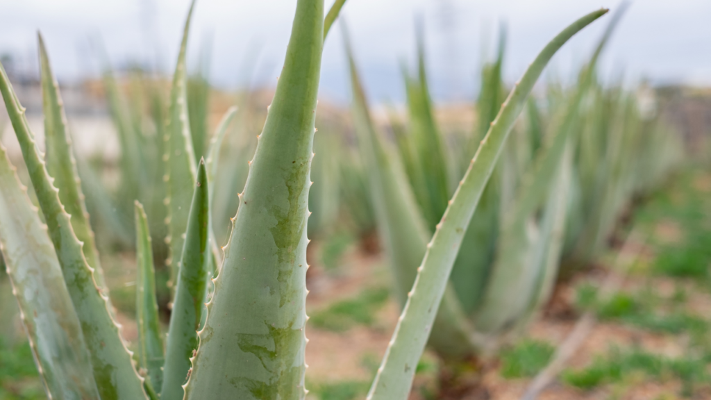 88. Usa aloe vera todos los días y mira que te sucederá